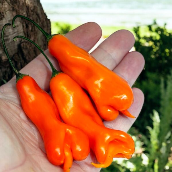 Hand holding three orange Aji Erotic peppers with a blurred natural background
