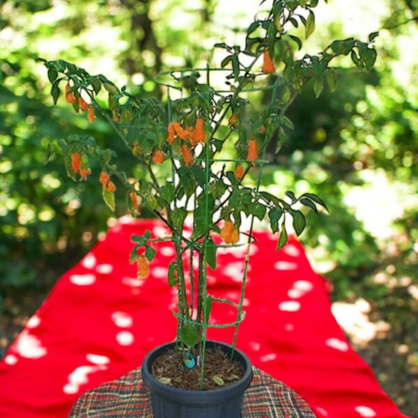 Potted plant with Aji Erotic peppers on a red surface outdoors