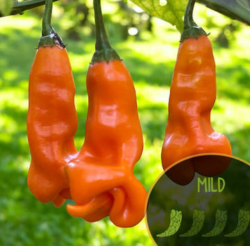 Aji Erotica