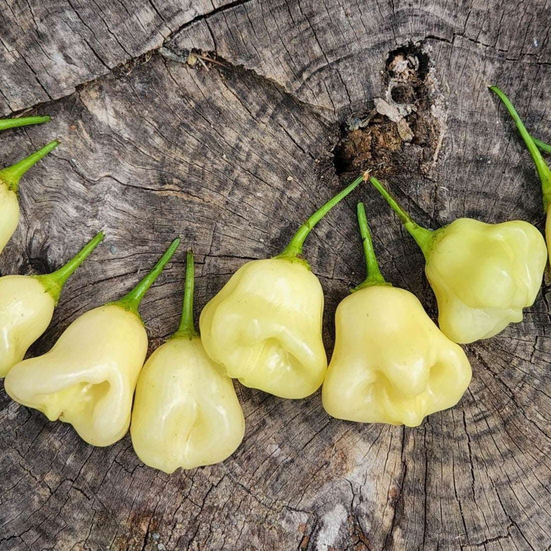 Aji Fantasy White Pepper