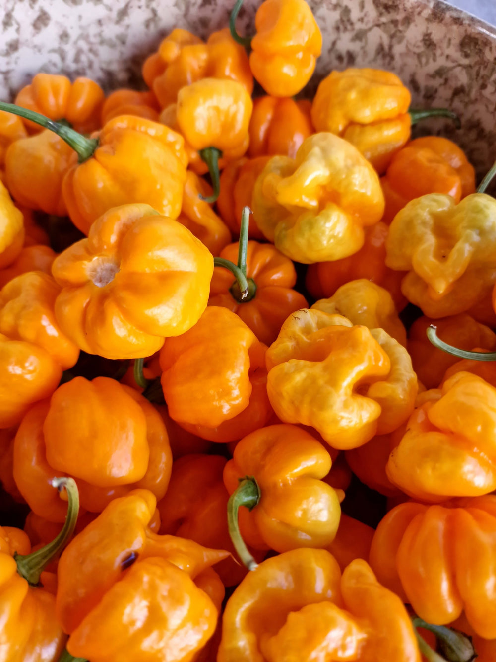 Close-up of bright orange Aji Margarantino peppers with green stems.