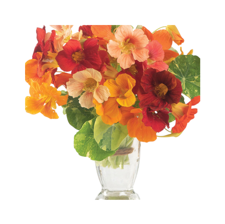 Nasturtium Alaskan included in Edible Flower Garnish Pack