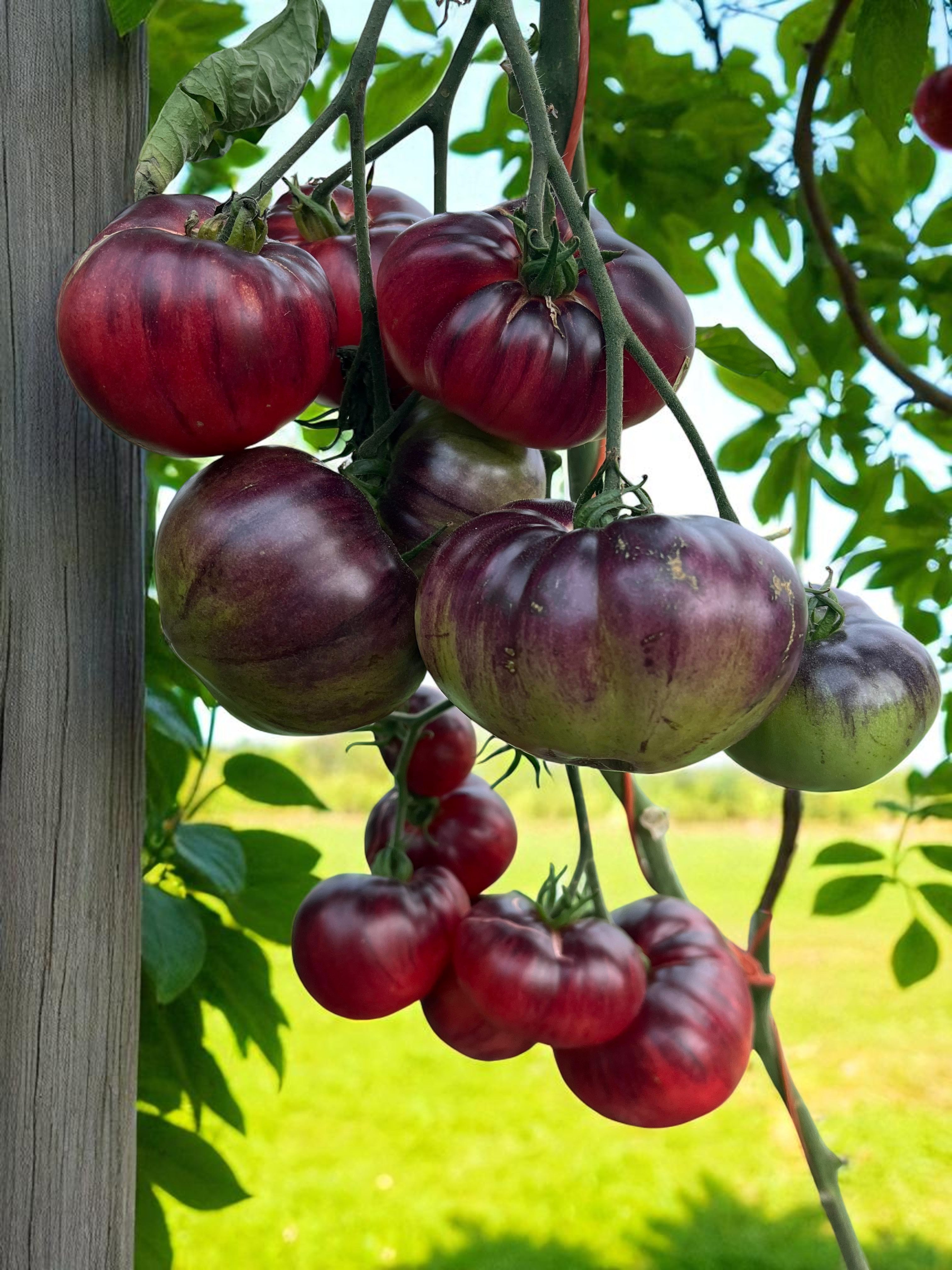Tomate Bijou Améthyste