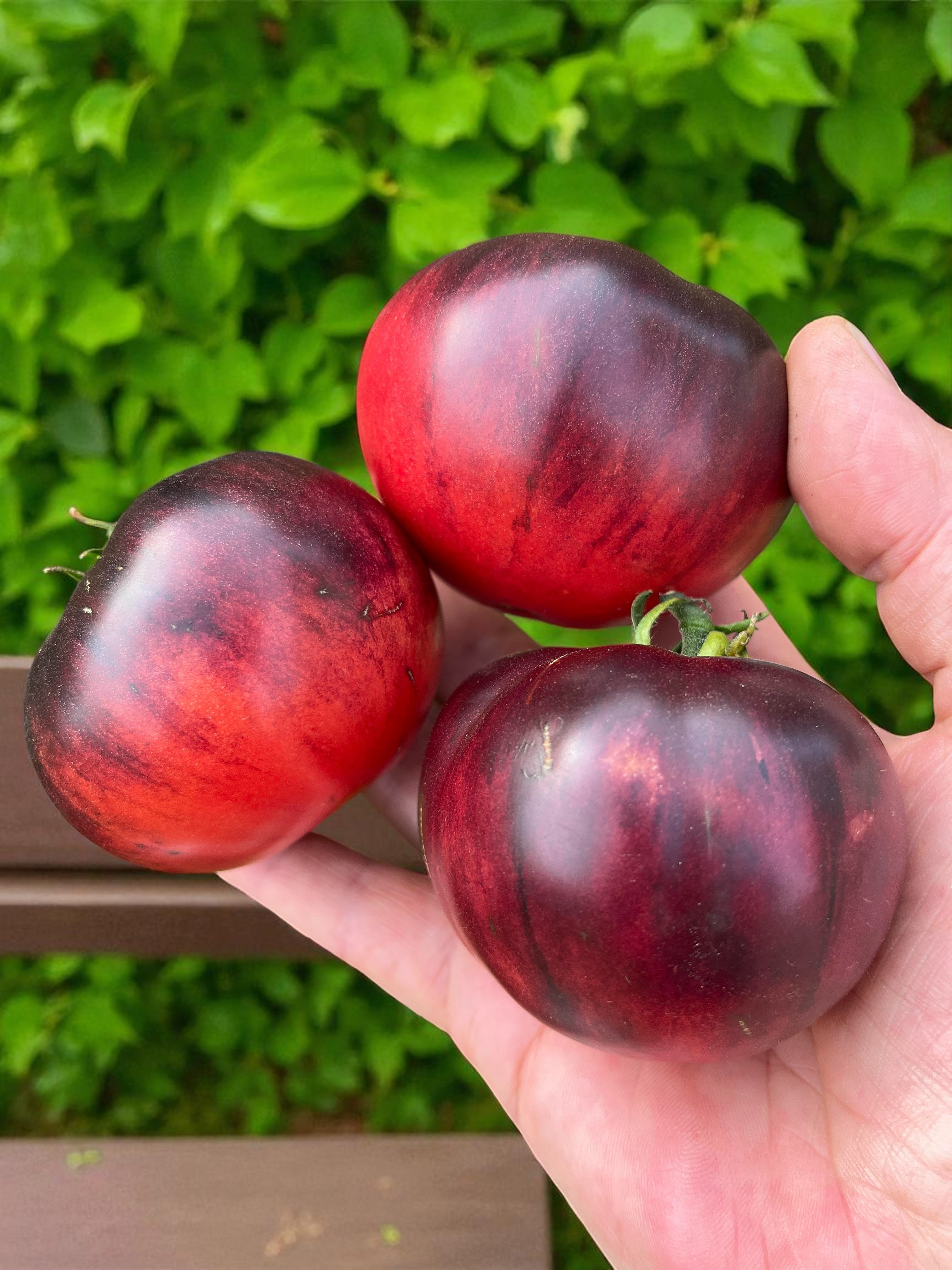Tomate Bijou Améthyste