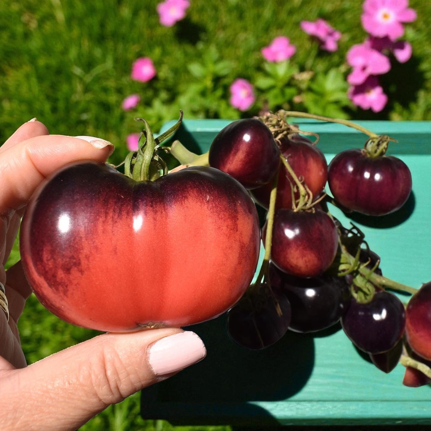 Tomate Bijou Améthyste