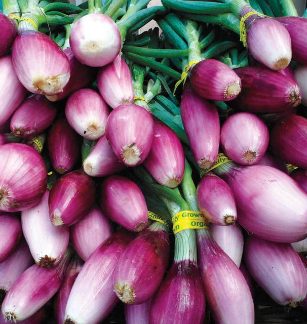 Apache Bunching Onion