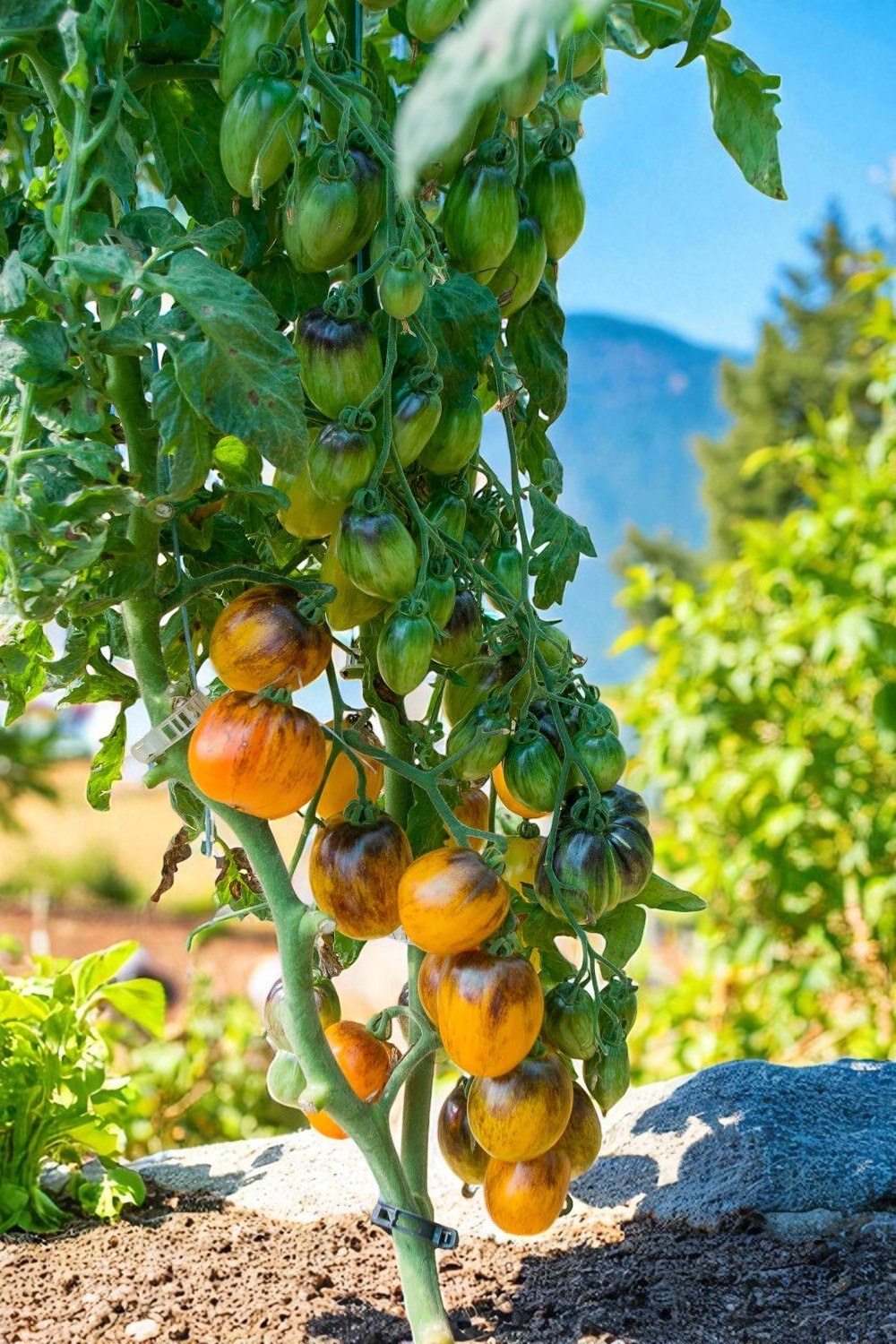 Tomate atomique au coucher du soleil