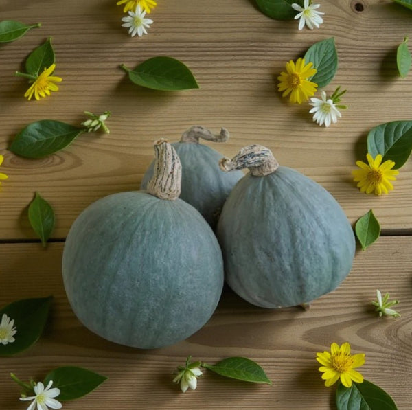 Baby Blue Hubbard Seeds - baby blue hubbard squash