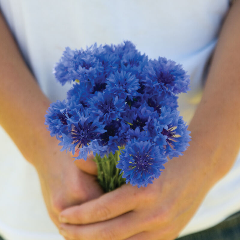 Bouton de célibataire « Blue Boy »