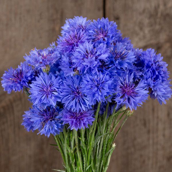 Bouton de célibataire « Blue Boy »