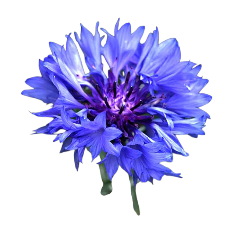 Bouton de célibataire « Blue Boy »