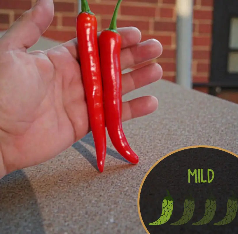 Poivre de Banjarmasin