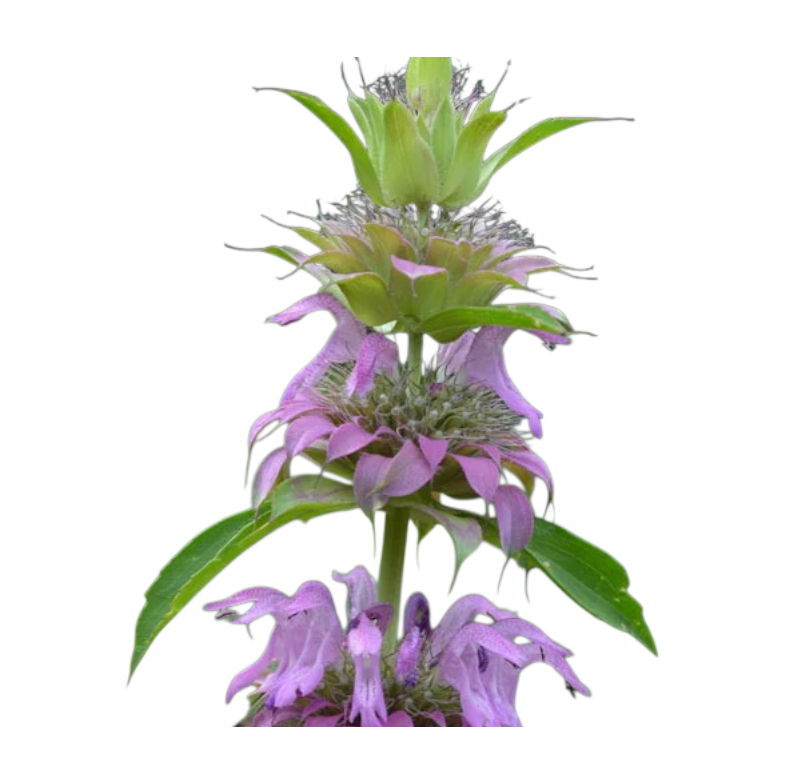 Baume d'abeille citron menthe