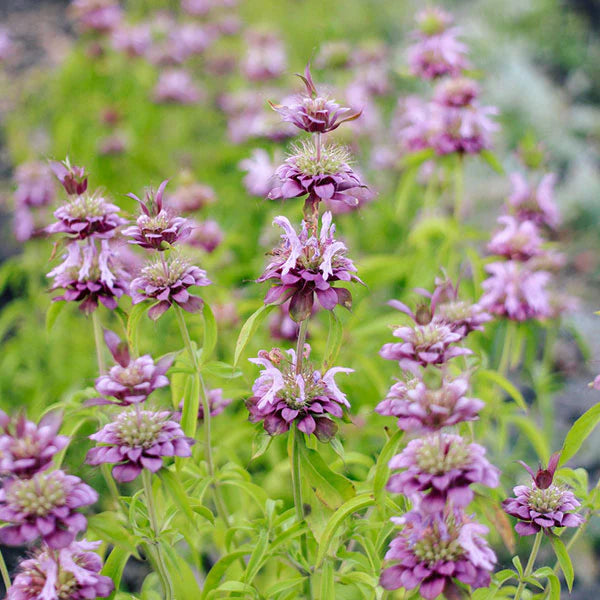 Baume d'abeille citron menthe
