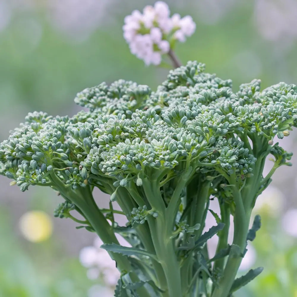 Bella Verde Broccoli Seeds - bella verde broccoli sprouting culinary seeds 1