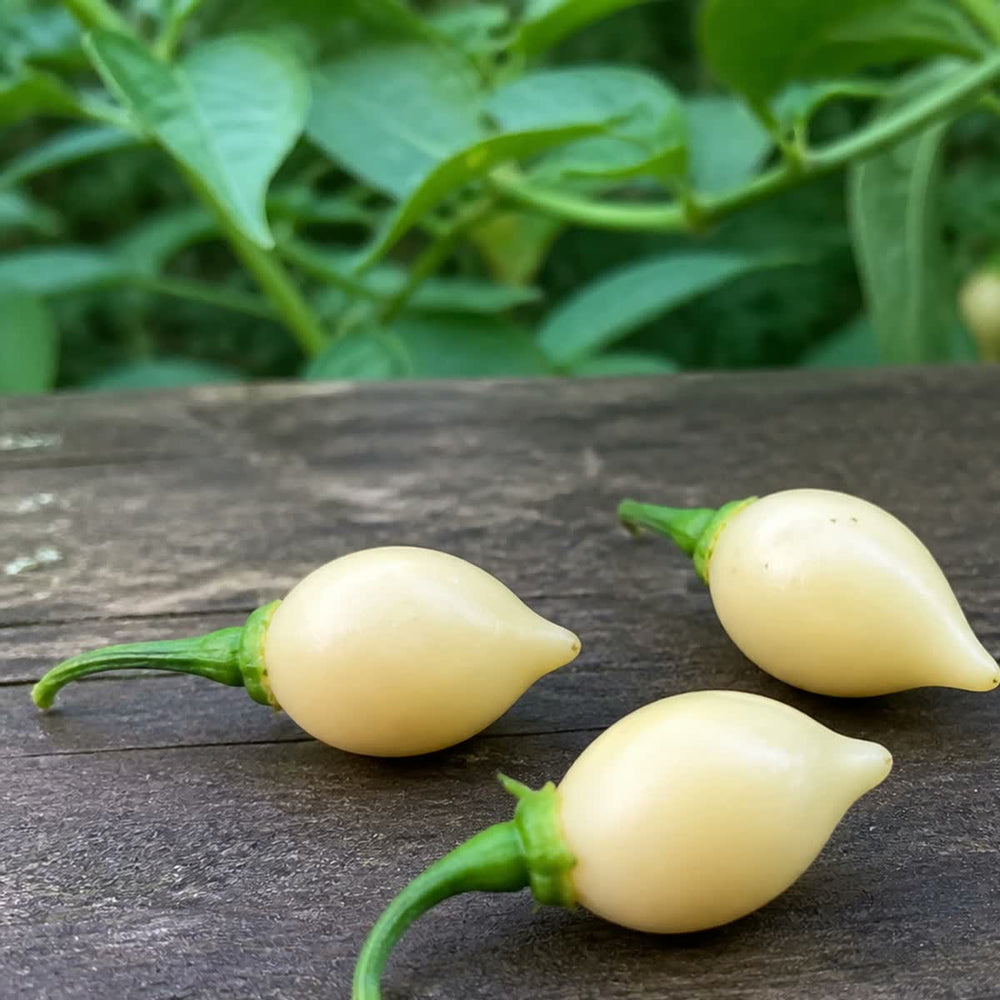 Semences de piment Biquinho White
