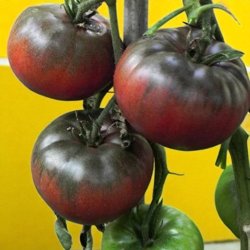 Tomate noire de Tula