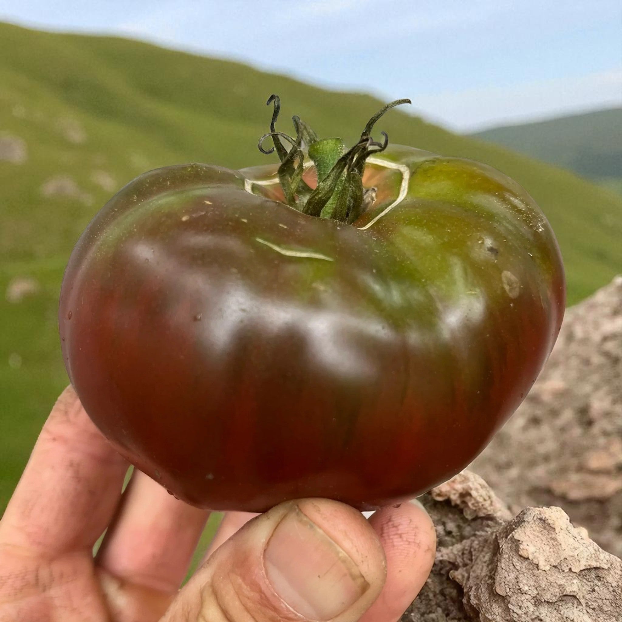 Tomate noire de Tula