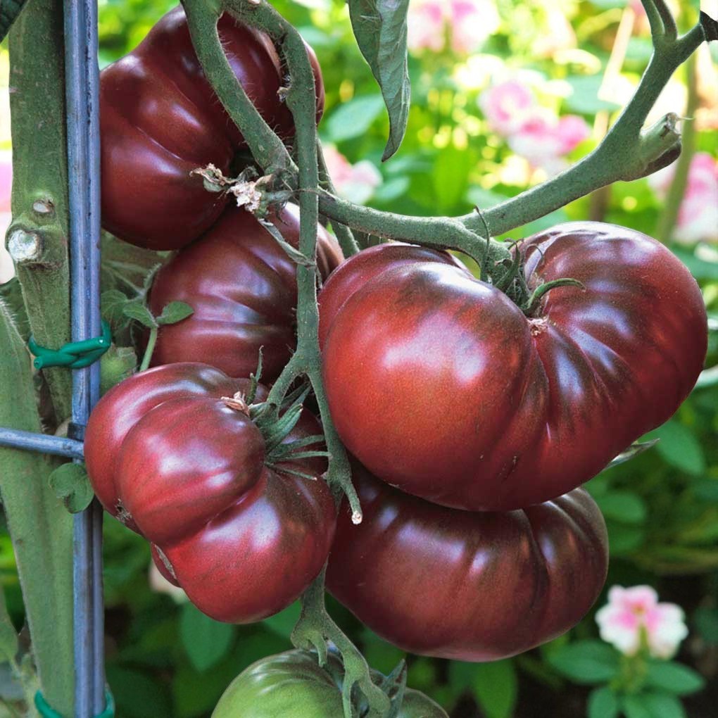 Tomate noire de Crimée