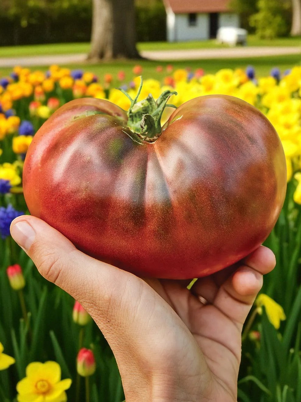 Tomate noire de Crimée