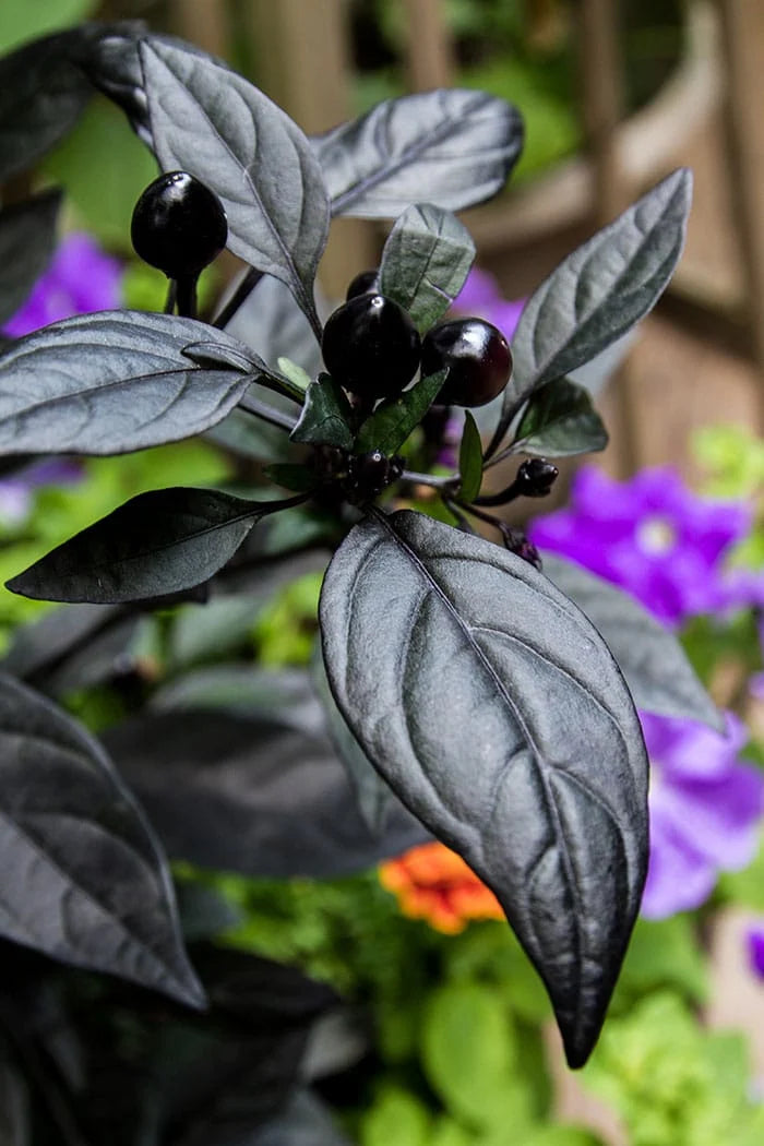 Poivre Perle Noire