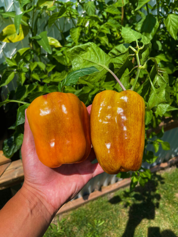 Blot Pepper