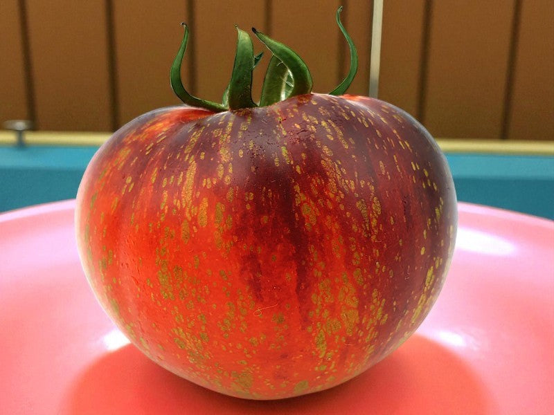 Tomate feu bleu