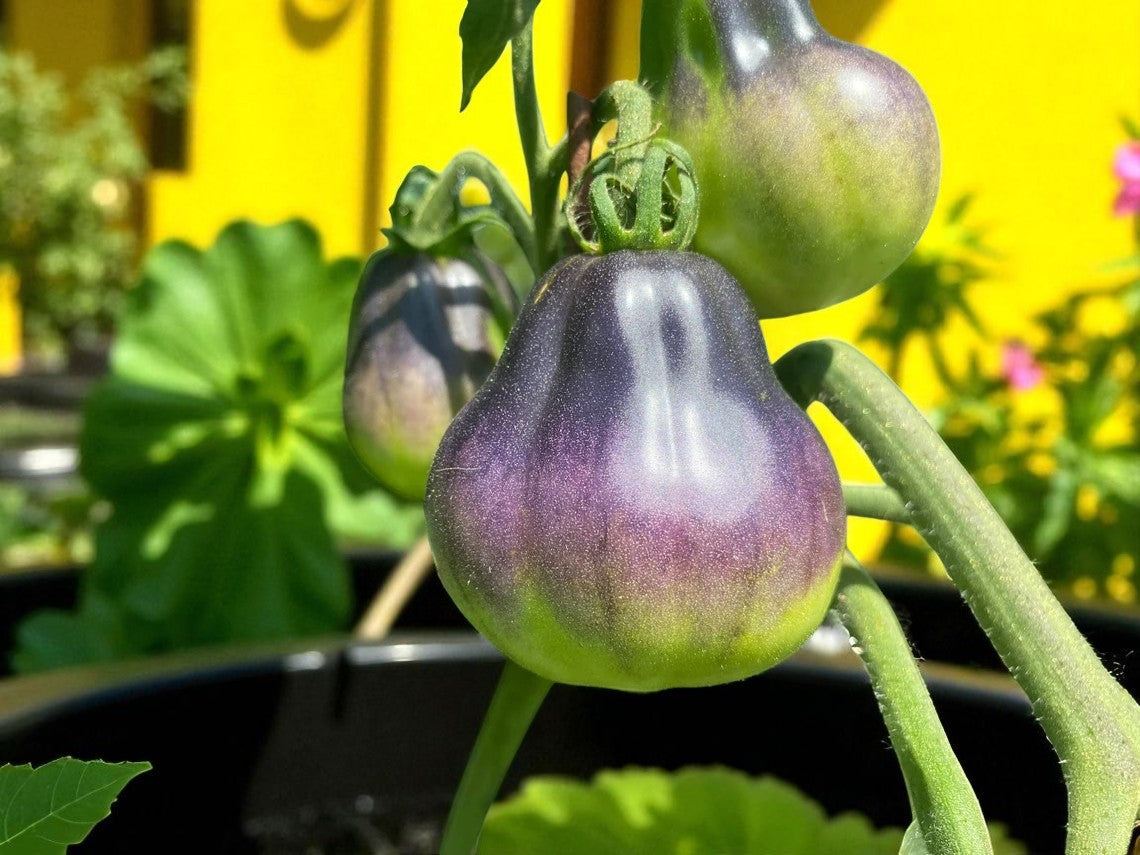 Tomate poire bleue