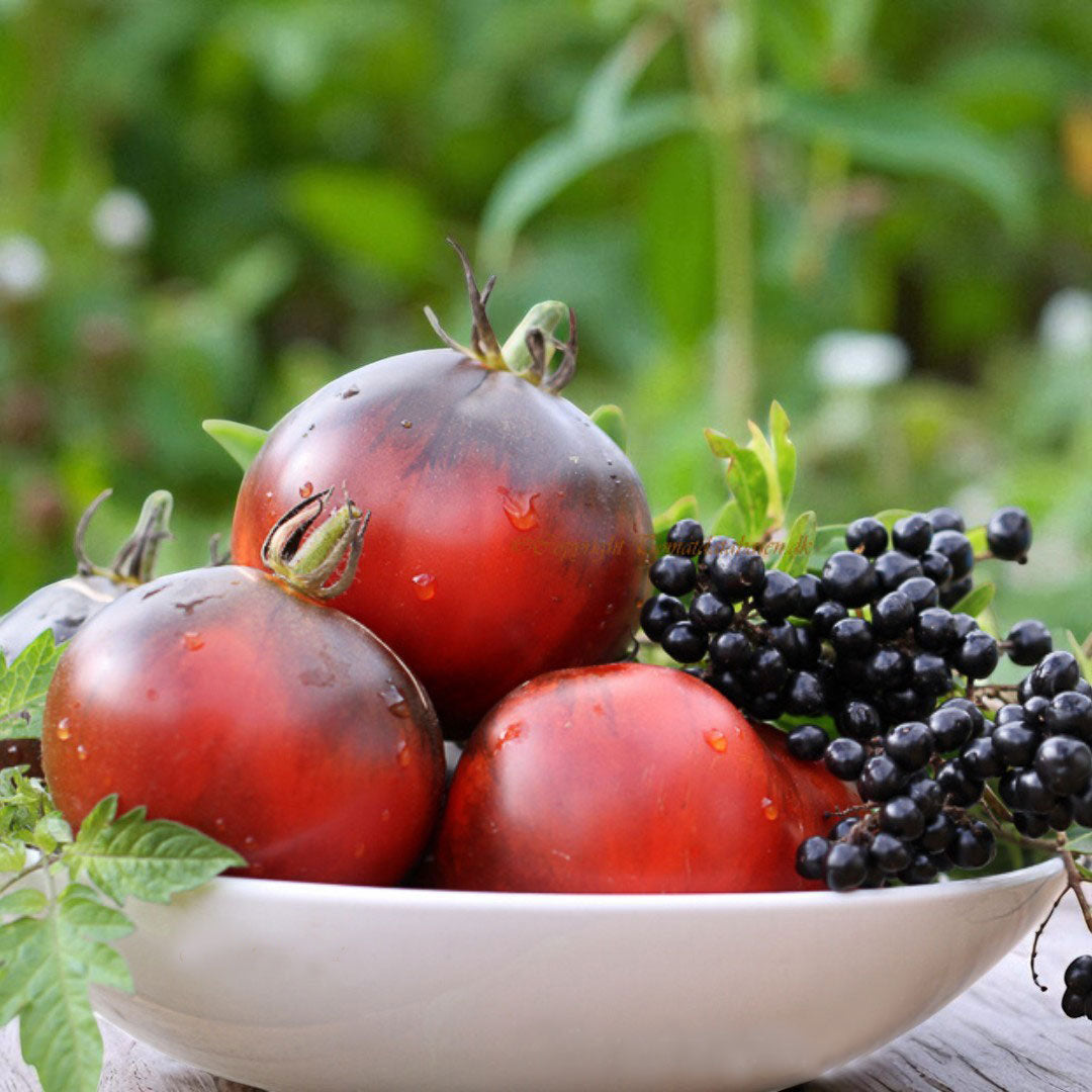 Tomate poire bleue