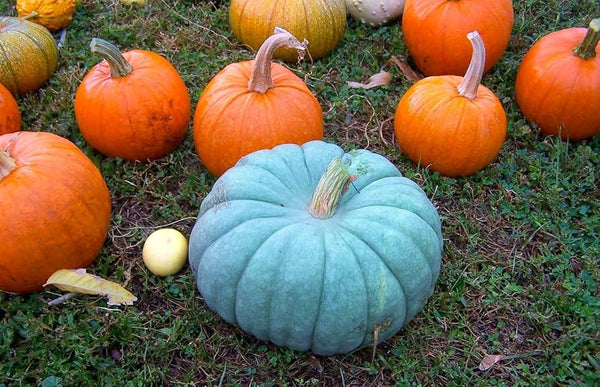 Blue Pumpkin Seeds - blue pumkin seeds heirloom chef cooking