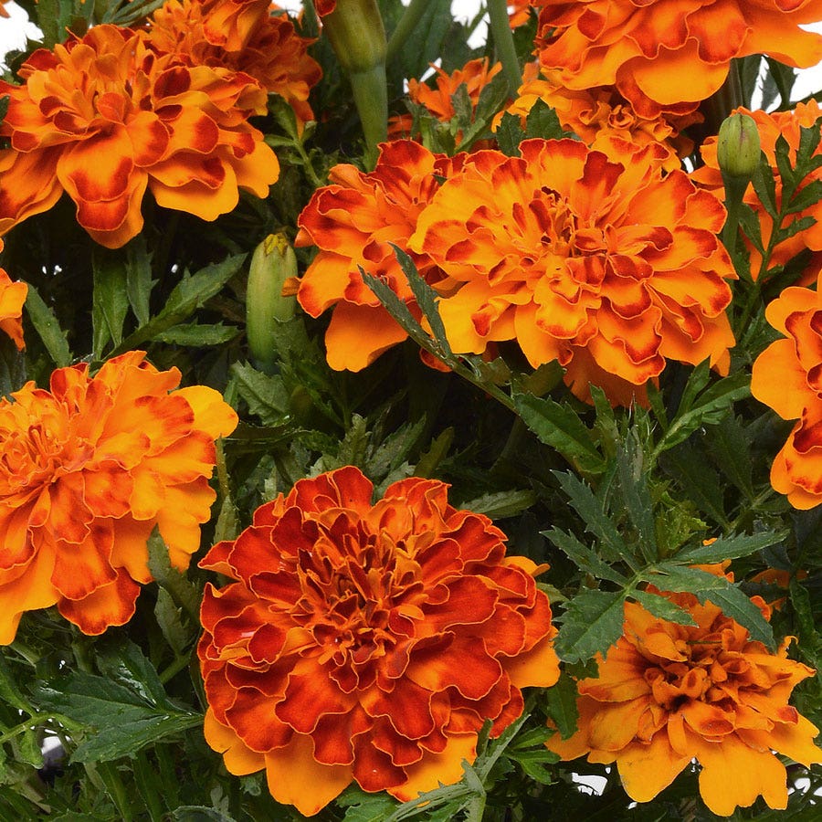 Marigold Bonanza Bolerno