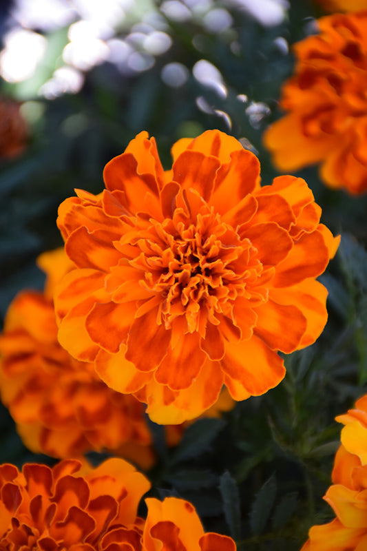 Marigold Bonanza Bolerno