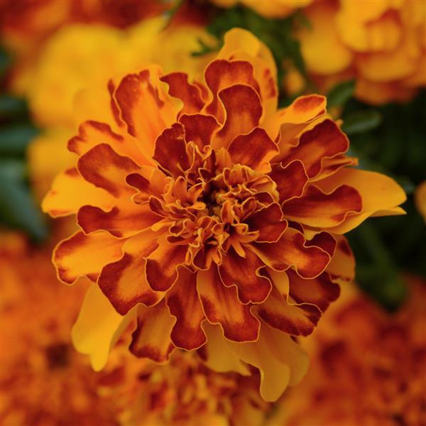 Marigold Bonanza Bolerno