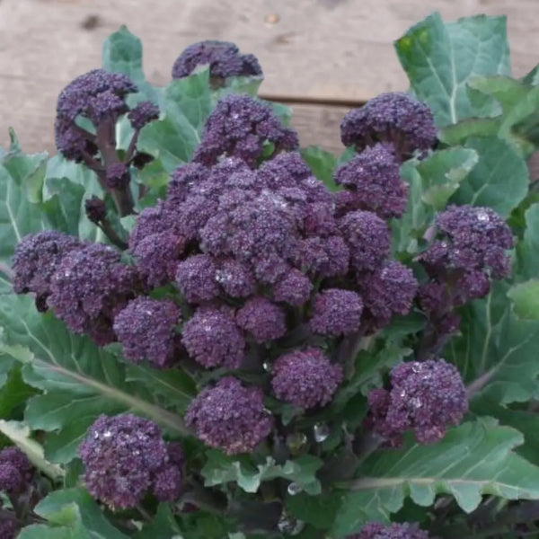Bonarda Broccoli Seeds - bonarda broccoli heirloom culinary seeds