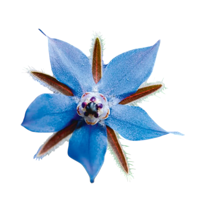 Borage included in Edible Flower Garnish Pack