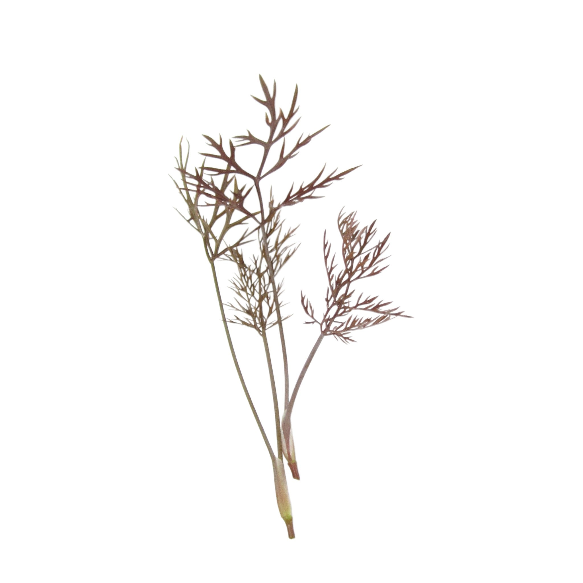 Bronze Fennel