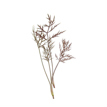 Bronze Fennel