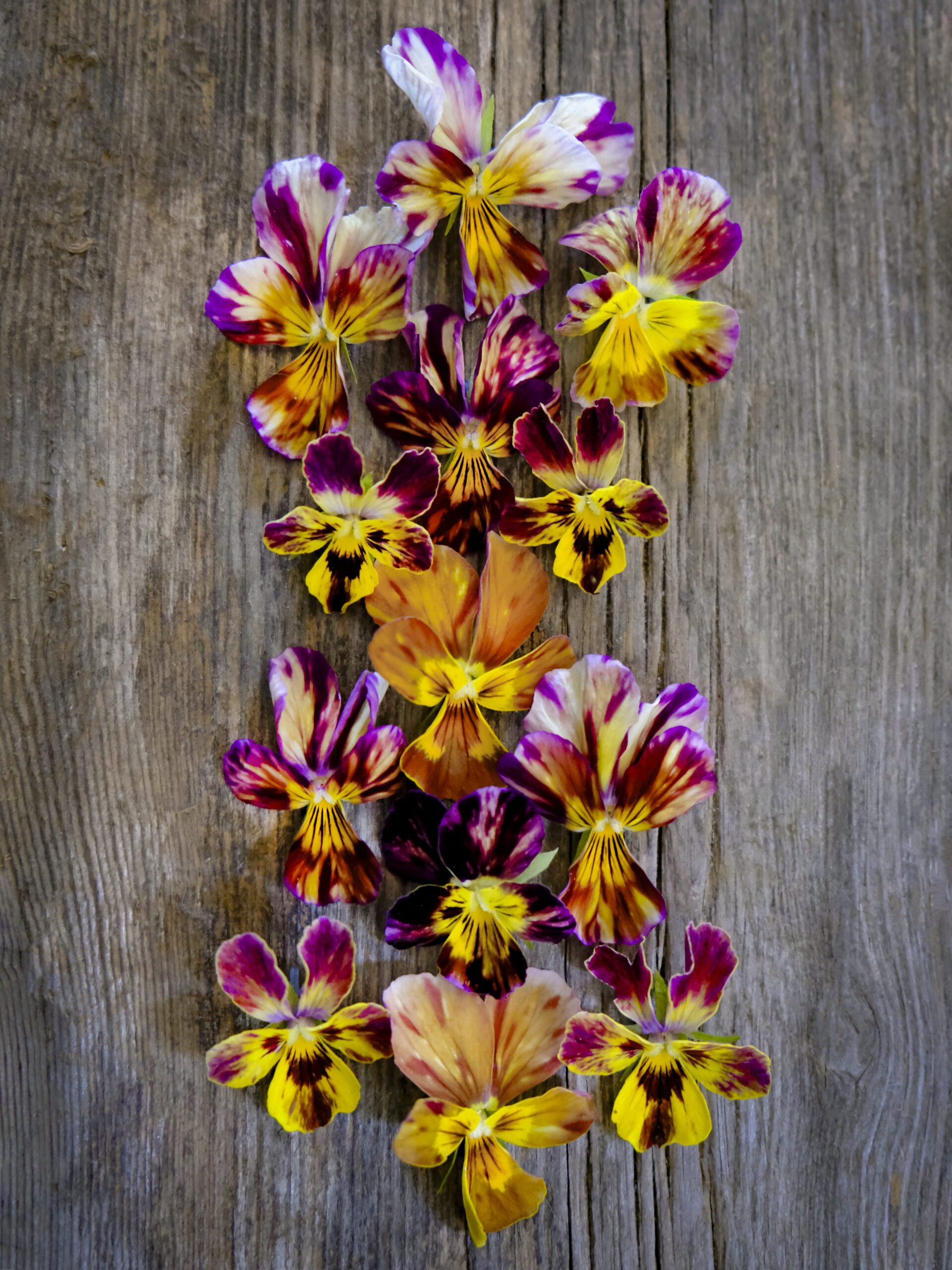 Coups de pinceau Viola Cornuta
