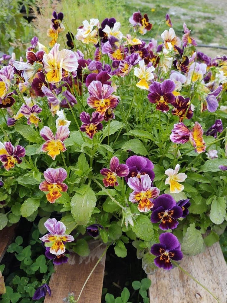 Brush Strokes Viola Cornuta Seeds - brush strokes viola cornuta edible flower seeds 2