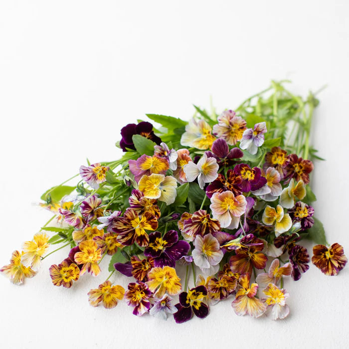 Brush Strokes Viola Cornuta Seeds - brush strokes viola cornuta edible flower seeds 3
