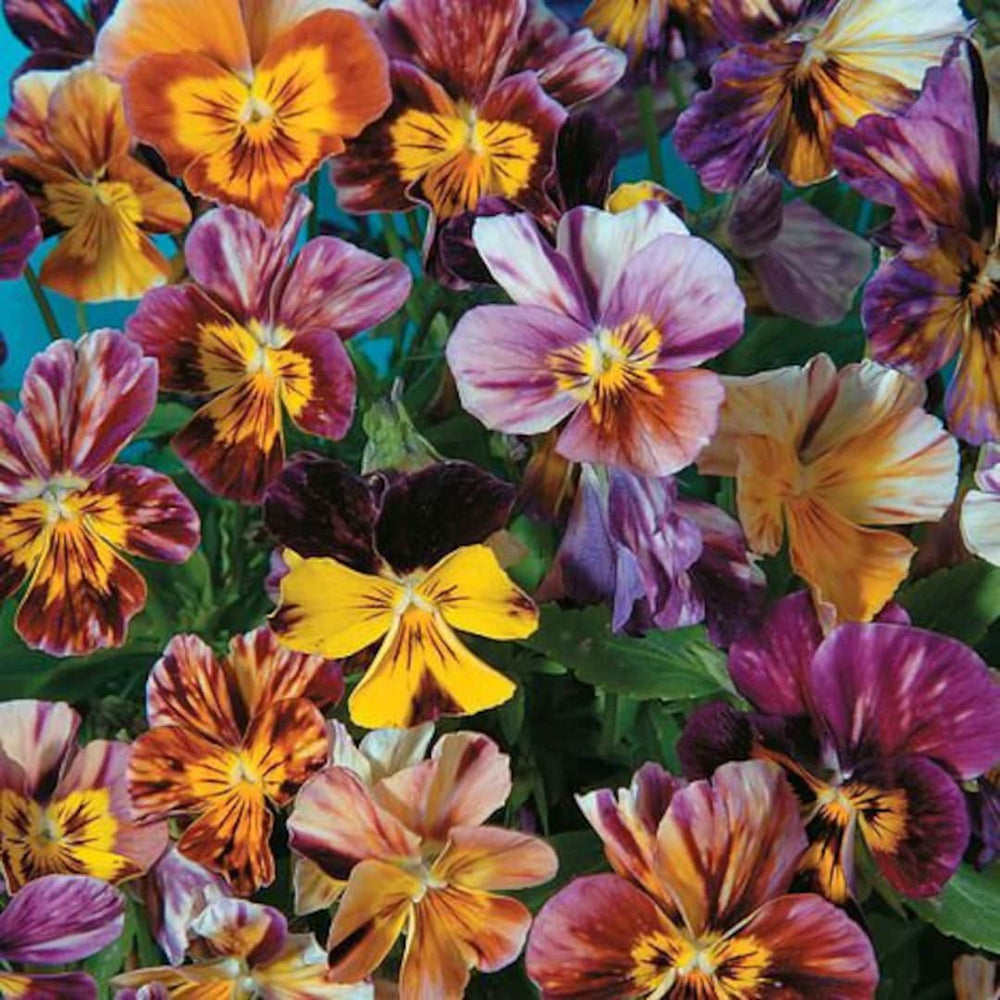 Brush Strokes Viola Cornuta Seeds - brush strokes viola cornuta edible flower seeds 4