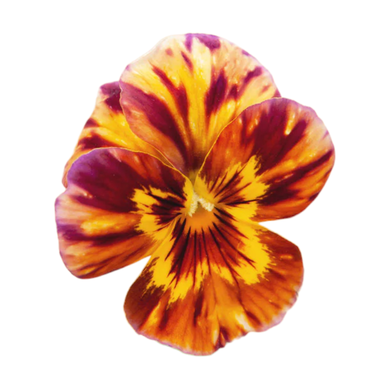 Coups de pinceau Viola Cornuta