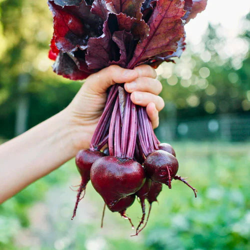 Bulls Blood Beet Seeds - Casa Verde Seeds