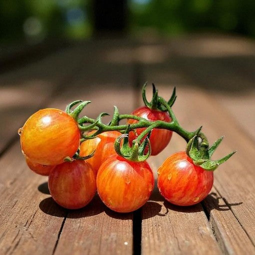 Tomate Bumble Bee Sunrise