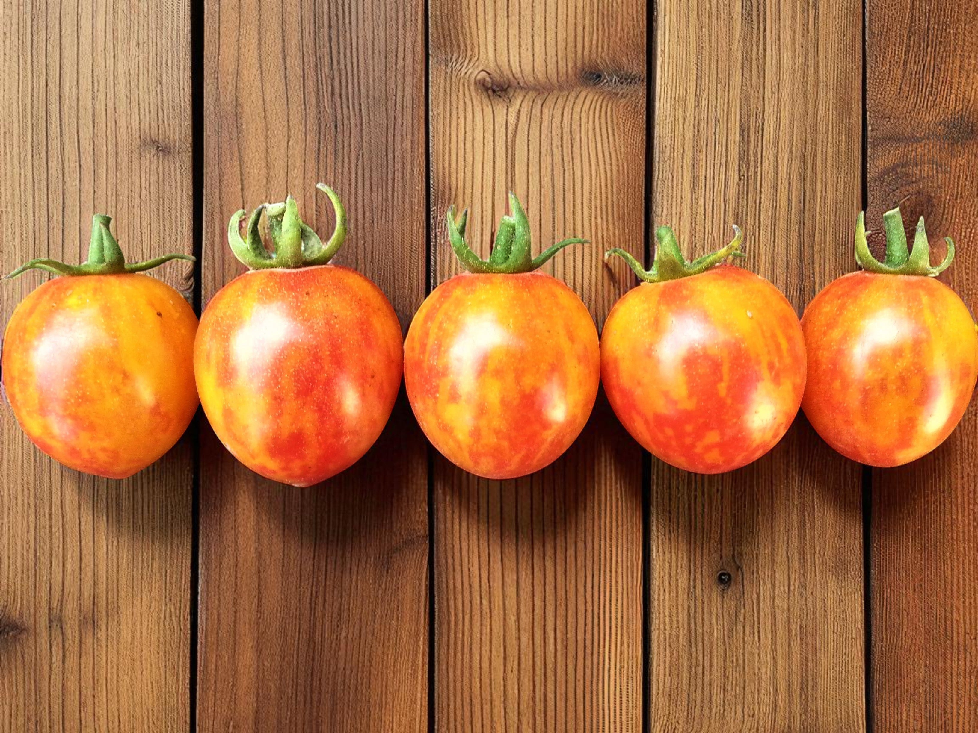 Tomate Bumble Bee Sunrise