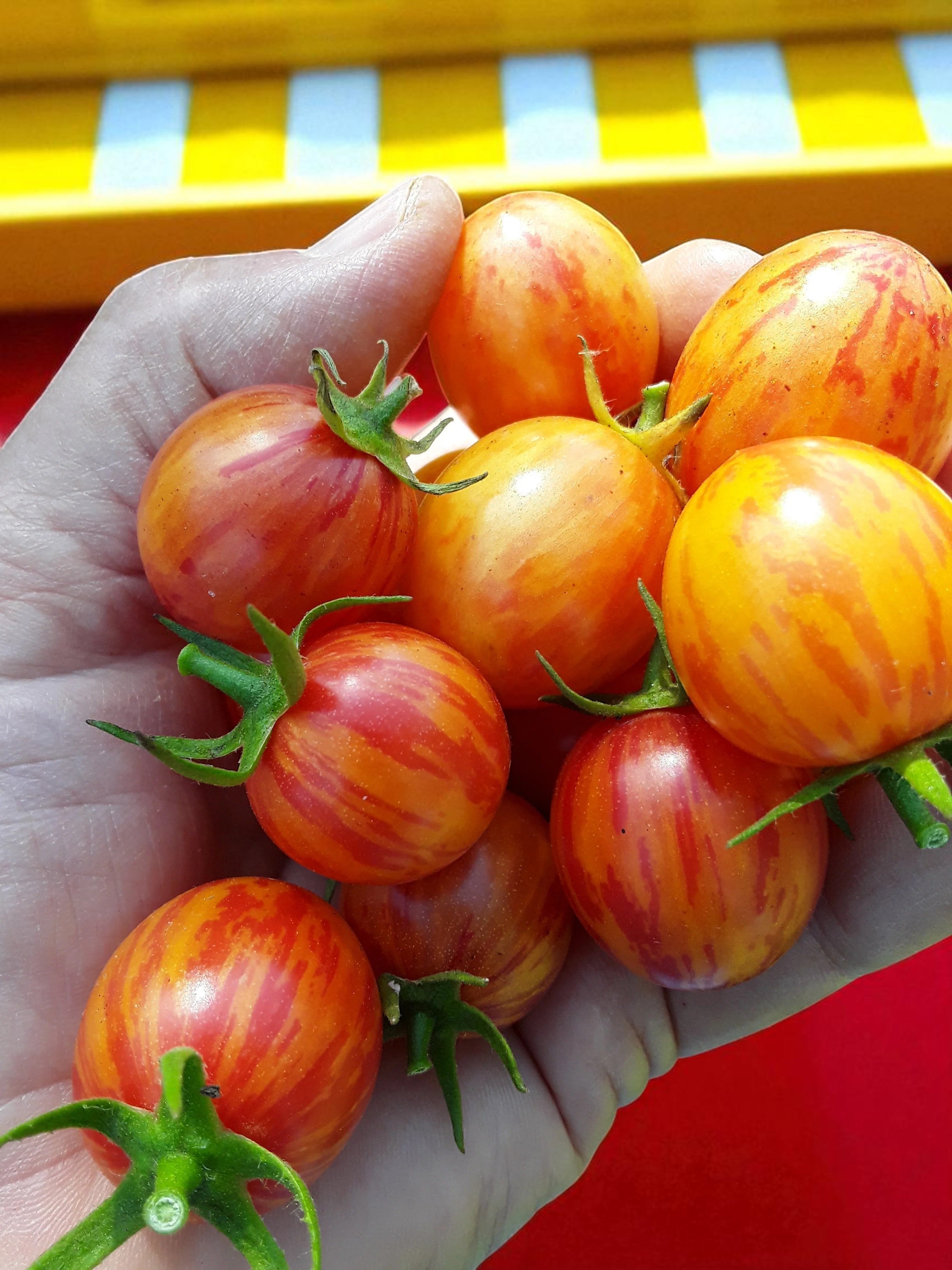 Tomate Bumble Bee Sunrise