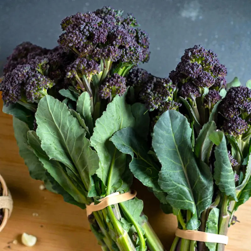 Burgundy Broccoli Seeds - burgundy broccoli culinary seeds