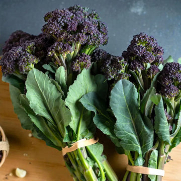 Burgundy Broccoli Seeds - burgundy broccoli culinary seeds