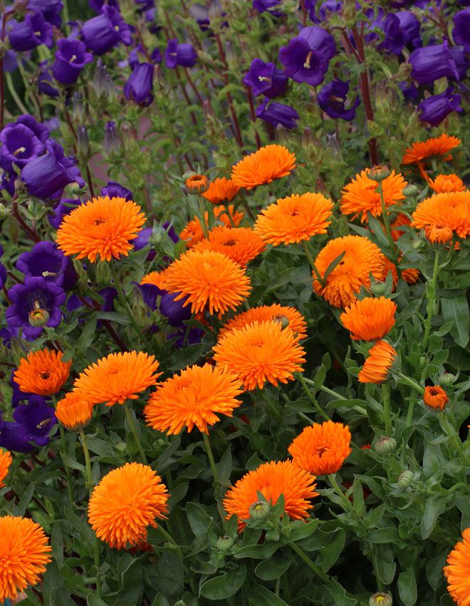 Radio Calendula
