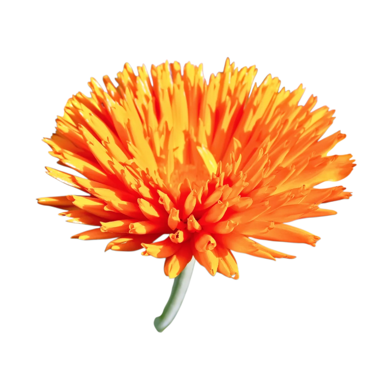 Calendula Radio included in Edible Flower Garnish Pack